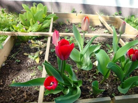 Tulipesw1